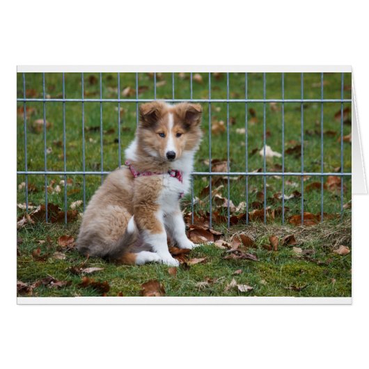 Super Cute Collie Cards (Front Horizontal)