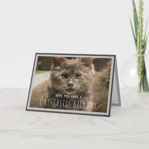 Super Cute Gray Kitten Funny Birthday Card