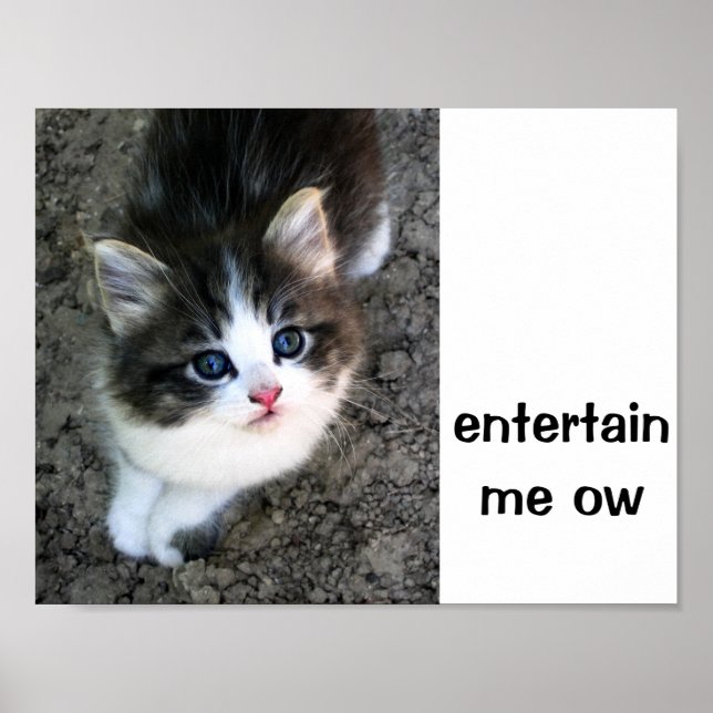 SUPER CUTE Kitten Customizable Poster (Front)