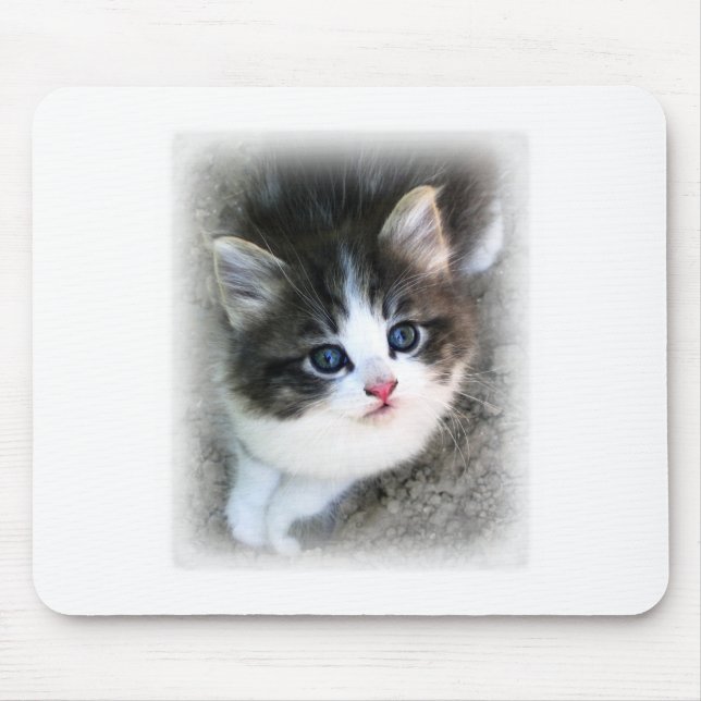 SUPER CUTE Kitten Portrait Photograph Mouse Pad (Front)