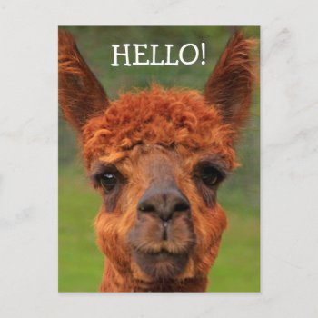 Super Cute Llama Hello Postcard by Therupieshop at Zazzle