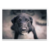 Super Cute Puppy Dog (Front Horizontal)