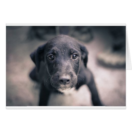 Super Cute Puppy Dog (Front Horizontal)