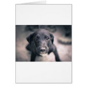 Super Cute Puppy Dog (Front)