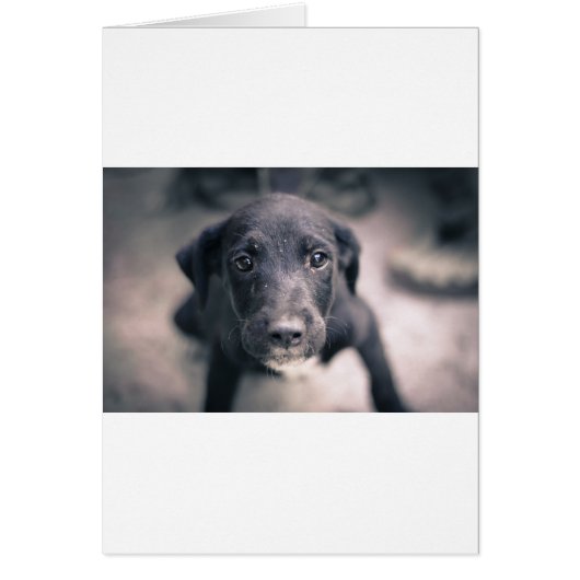 Super Cute Puppy Dog (Front)