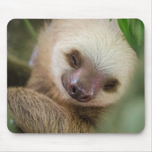 Super Cute Real Baby Sloth Sleeping Mouse Pad