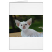 Super Cute Siamese Kitten (Front)