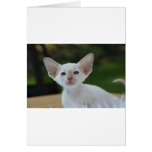 Super Cute Siamese Kitten Cards (Front)