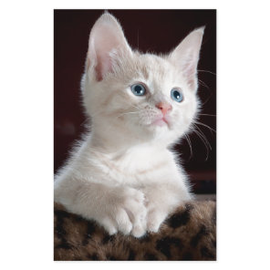 Super Cute White Kitten