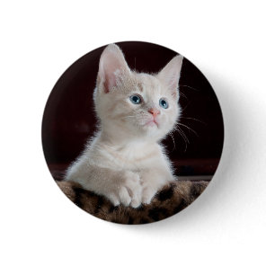 Super Cute White Kitten Button