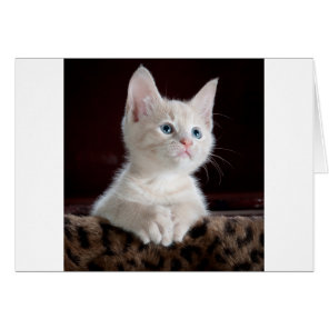 Super Cute White Kitten Cards