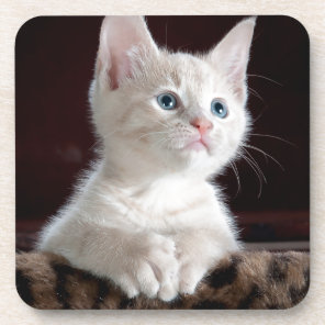 Super Cute White Kitten Drink Coaster