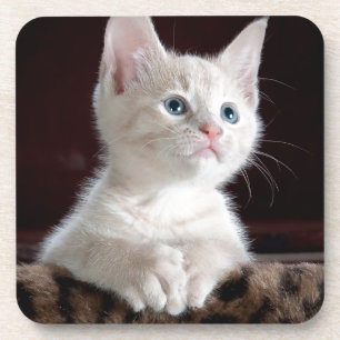 Super Cute White Kitten Drink Coaster