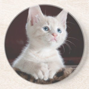 Super Cute White Kitten Drink Coaster