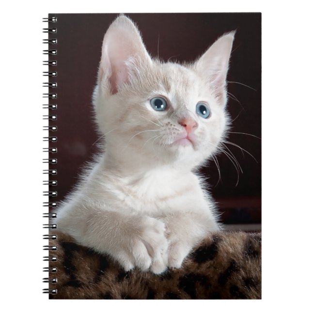Super Cute White Kitten Notebook (Front)