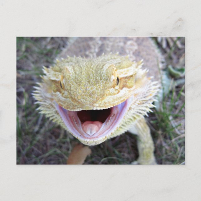 Super Happy Bearded Dragon Postcard (Front)