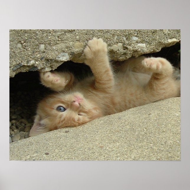 Super Hero Kitty Cat Humor Poster (Front)