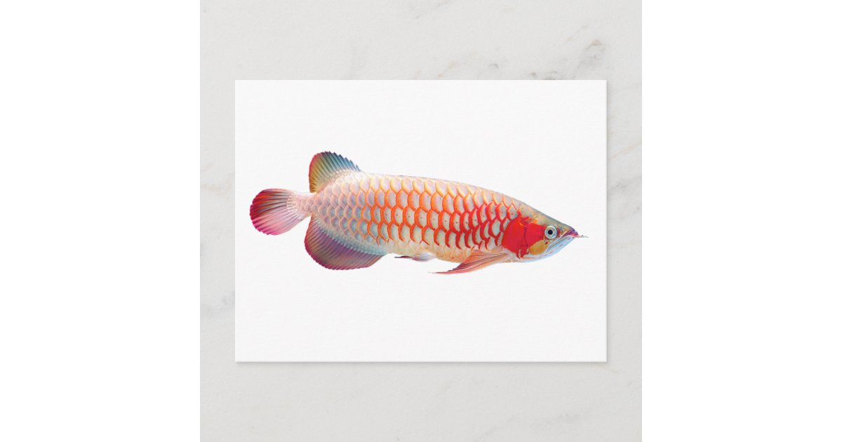 Super Red Arowana Postcard Zazzle Com