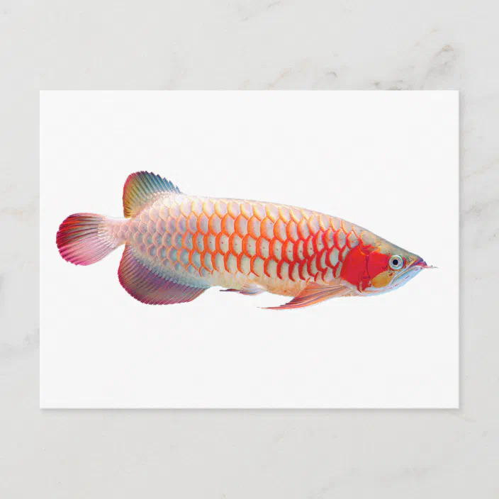 Super Red Arowana Postcard Zazzle Com