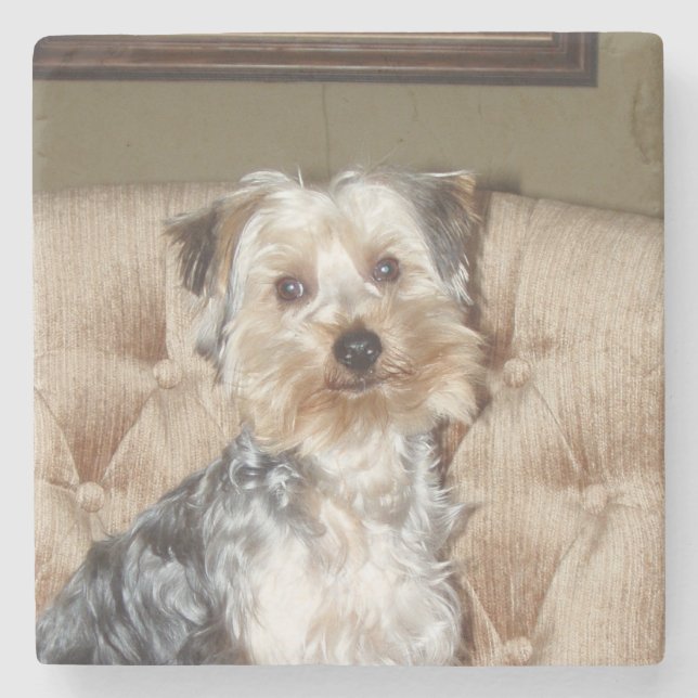 Super Sweet Yorkie Posing Stone Coaster (Front)