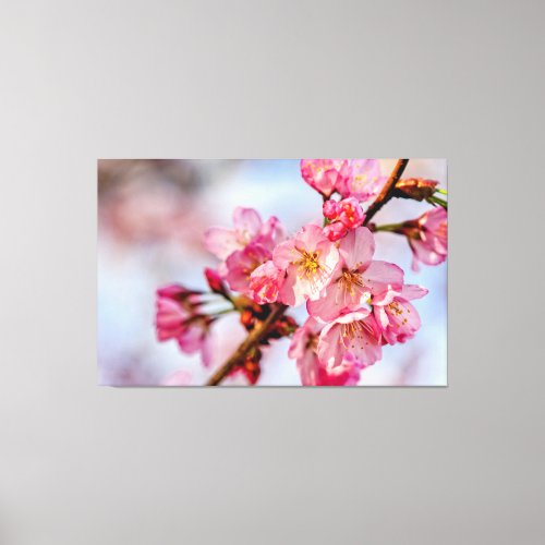 Superb Beauty Of Pink Sakura Flowers In Spring Canvas Print