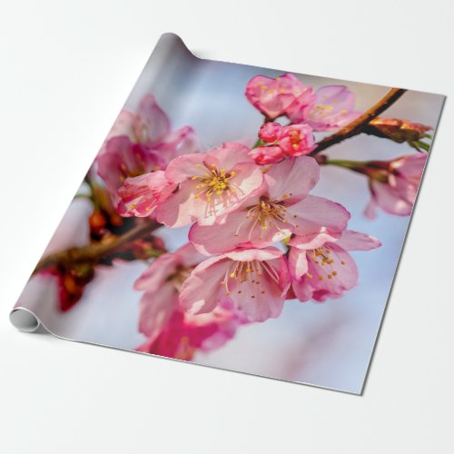 Superb Beauty Of Pink Sakura Flowers  Wrapping Paper