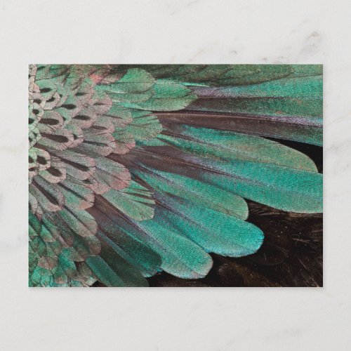 Superb Bird of Paradise feathers Postcard