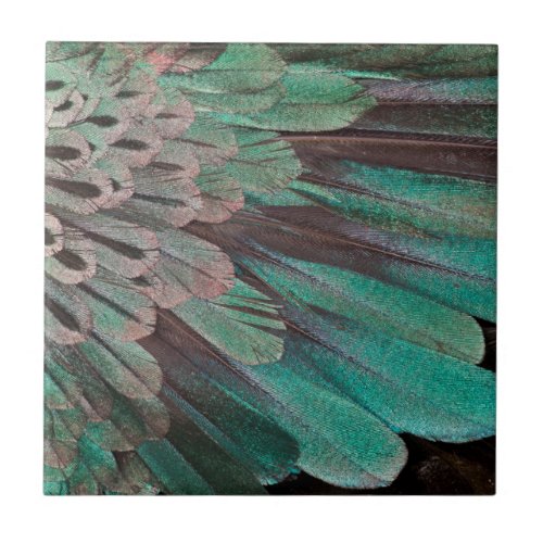 Superb Bird of Paradise feathers Tile