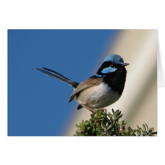 Superb Fairy Wren Cards (Front Horizontal)