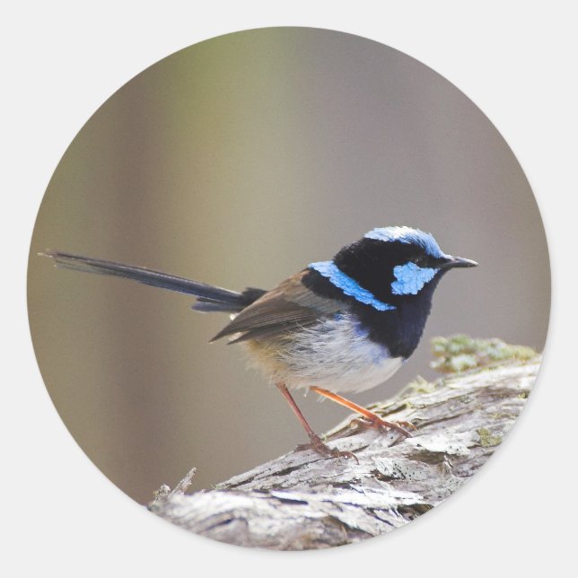 Superb Fairy-wren Classic Round Sticker (Front)