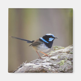 Superb Fairy-wren Magnet