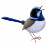 Superb Fairy Wren Ornament<br><div class="desc">Original fine art design of a singing Superb Fairy Wren by designer Carolyn McFann of Two Purring Cats Studio on a quality holiday ornament for bird lovers. 
 
 See a few of our products below (click to go to that product) and visit our very artistic stores at:</div>