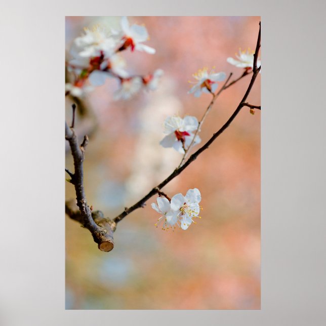 Superb Japanese Apricot Flowers Poster (Front)