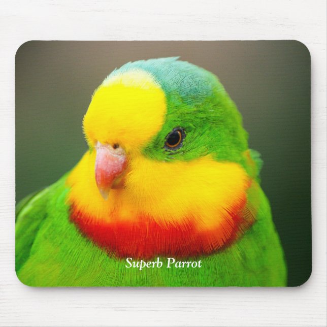 Superb Parrot Mouse Pad (Front)