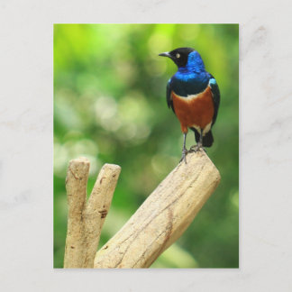 Superb Starling Postcard