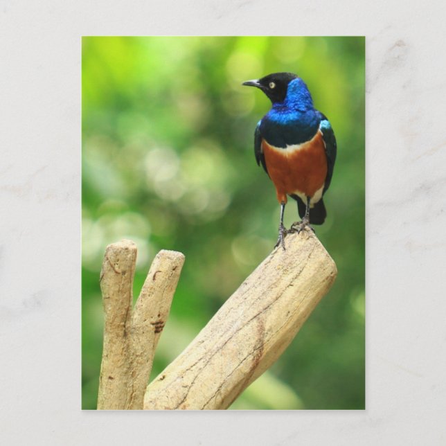 Superb Starling Postcard (Front)