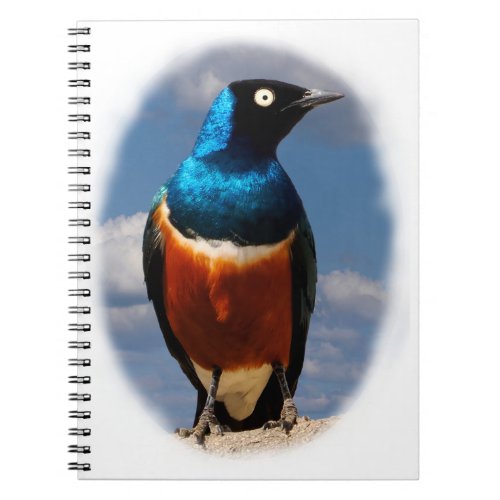 Superb starling seen from front  notebook