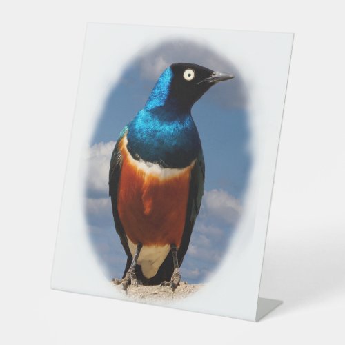 Superb starling seen from front  pedestal sign