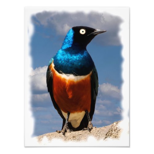 Superb starling seen from front  photo print
