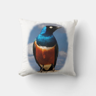 Superb starling seen from front  throw pillow