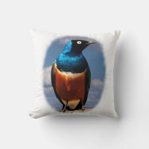 Superb starling seen from front  throw pillow