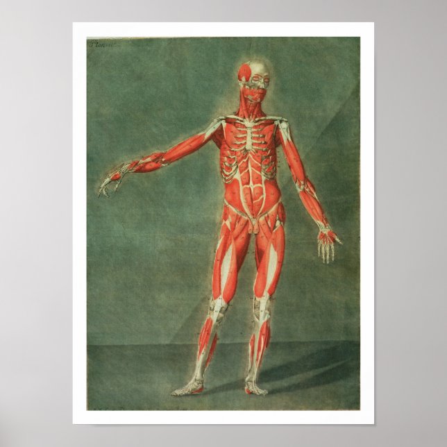 Superficial Muscular System of the Front of the Bo Poster (Front)