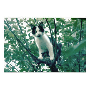 Superfluity of Naughtiness Photo Print