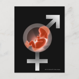 Superimposed fetus over male and female symbols postcard