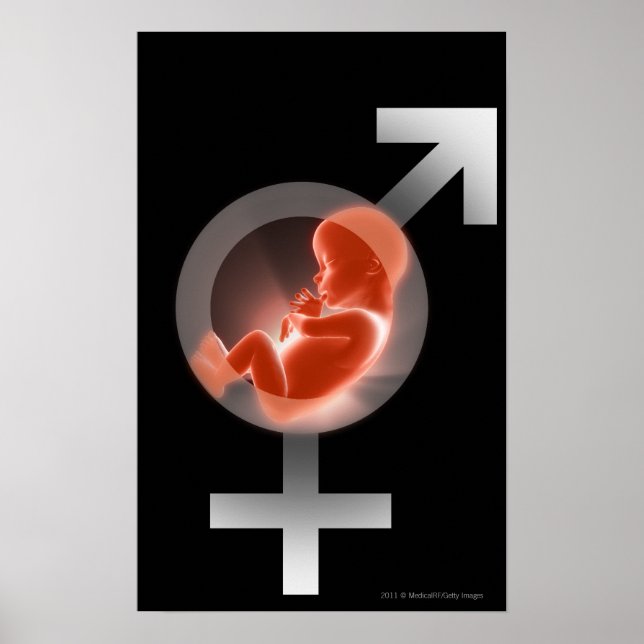 Superimposed fetus over male and female symbols poster (Front)
