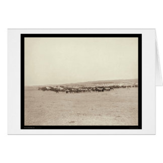 Supply Wagons & Pack Mules SD 1887 Cards