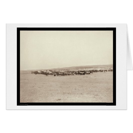 Supply Wagons & Pack Mules SD 1887 Cards (Front Horizontal)