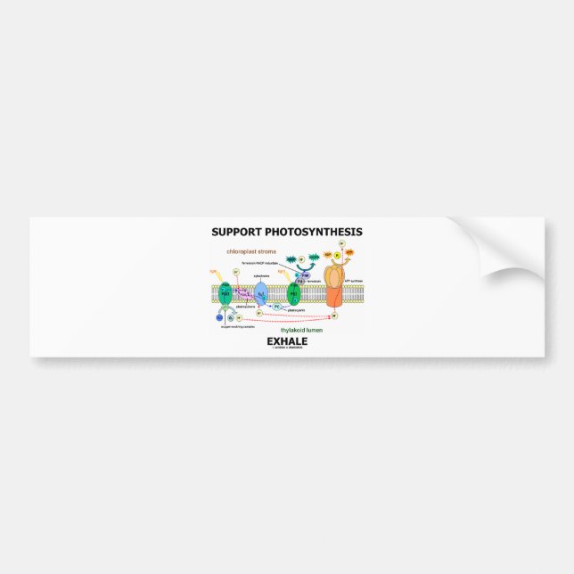 Support Photosynthesis Exhale (Biochemistry Humor) Bumper Sticker (Front)