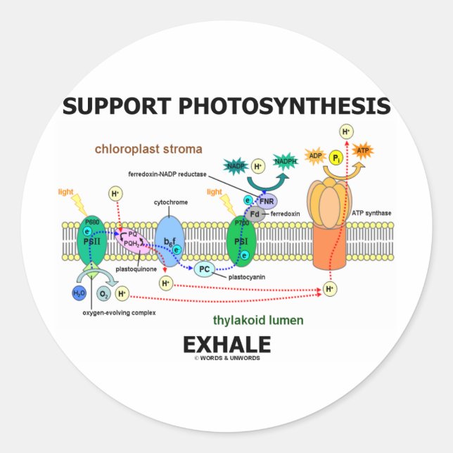 Support Photosynthesis Exhale (Biochemistry Humor) Classic Round Sticker (Front)