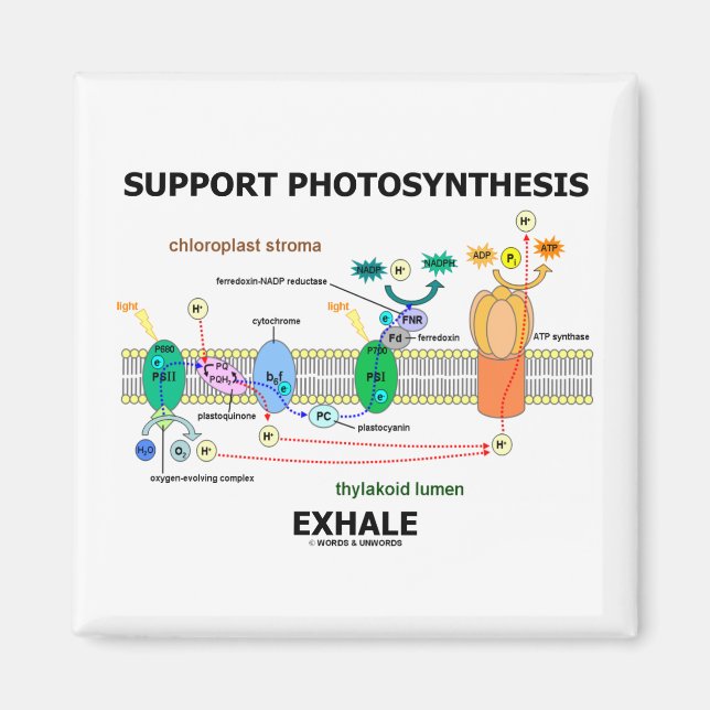 Support Photosynthesis Exhale (Biochemistry Humor) Magnet (Front)